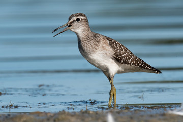 The wood sandpiper (Tringa glareola)