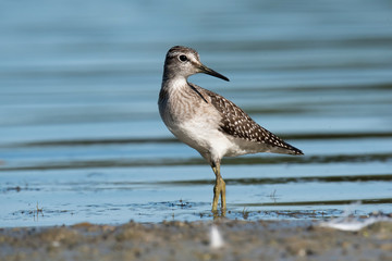 The wood sandpiper (Tringa glareola)