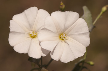 Obraz premium Convolvulus arvensis field bindweed lovely white bell with reddish veins and fruits like brown capsules