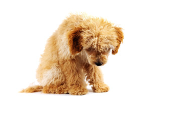 Beige poodle dog on a white background