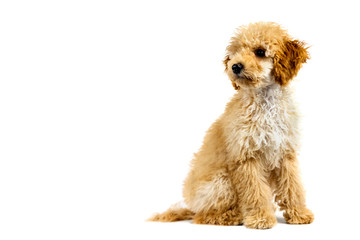 Beige poodle dog on a white background