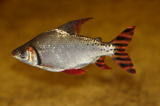Schwanzstreifensalmler oder Nachtsalmler (Semaprochilodus taeniurus) Aquarienfisch