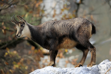 Fototapeta premium Alpen Gämse (Rupicapra rupicapra) oder Gemse auf Fels im Herbst