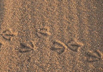 sandy beach at sunrise
