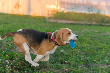 Cute beagle portrait