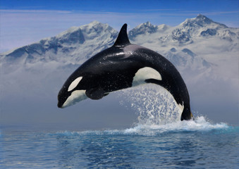 Schwertwal (Orcinus orca)  sprung aus Wasser vor Bergkulisse - obrazy, fototapety, plakaty