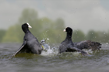 Blässhuhn (Fulica atra) männchen kämpfen im Wasser