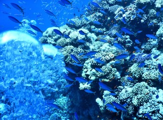 koral morze czerwone niebieski nurkowanie podwodne  - obrazy, fototapety, plakaty