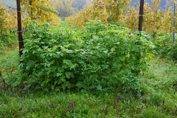 Fototapeta na wymiar Bodenbewuchs eines Weingartens im Herbst nach der Erntezeit