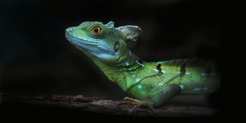 Helmbasilisk (Basiliscus basiliscus) Echse, Panorama