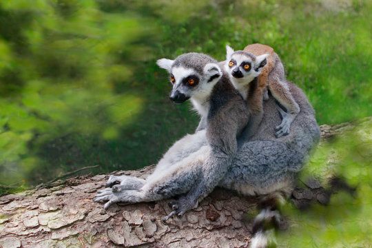 Katta (Lemur catta) Muttertier mit Jungem auf R&uuml;cken