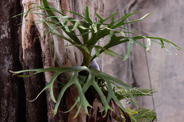Geweihfarn (Platycerium bifurcatum) Tropenpflanze