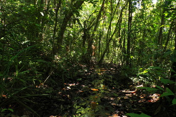 landscape of Moist Evergreen Forest