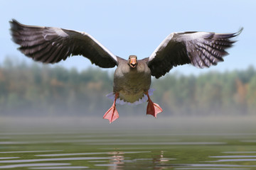 Graugans (Anser anser) im Flug, Landung auf dem Wasser