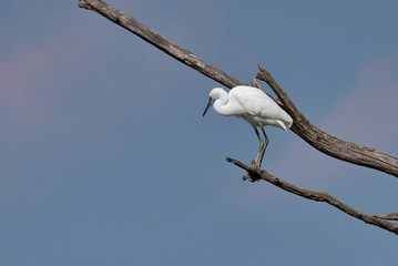 The little egret (Egretta garzetta)