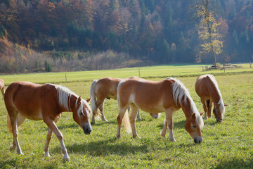 Fototapeta na wymiar Haflinger Pferde auf Weide im Herbst