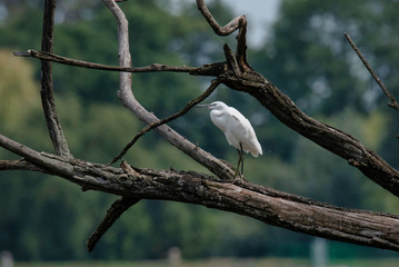 The little egret (Egretta garzetta)