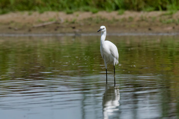 The little egret (Egretta garzetta)