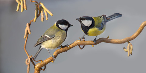 Kohlmeise (Parus major) zwei Meisen sitzen auf Ast