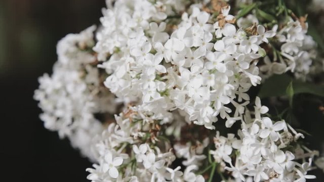 Closeup shot of white lilacs. Pull focus from blurred to sharp