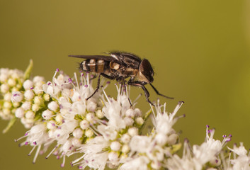 Stomorhina lunata Locust Blowfly fly very common at the end of summer perched on all kinds of flowering plants like Mentha and Foeniculum