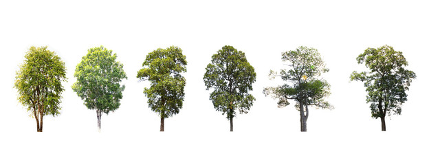 A set of 6 similar, natural green trees in separate sets on a white background