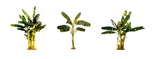 A set of 3 different green banana tree images separated on a white background.