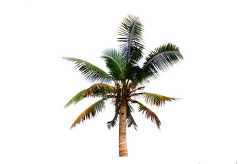 Fototapeta na wymiar 1 coconut tree isolated on a white background