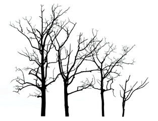 Fototapeta na wymiar Dead tree perennial, arid, tall, slender, beautiful shape on a white background / isolated tree collection on a white background