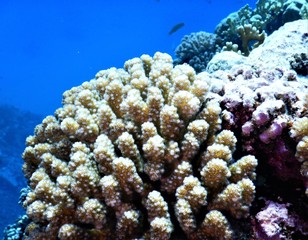morze czerwone biały niebieski  rafa korl nurkowanie podwodne 