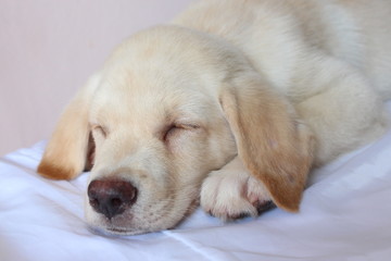 The head and body of the Labrador puppy closely on the White Blackground