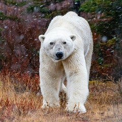 Polar Bear (Ursus maritimus) on the shore of Hudson Bay, Manitoba, Canada
