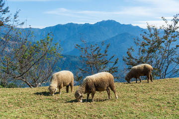 Obraz na płótnie Canvas Sheep eating grass on field in sunny day.