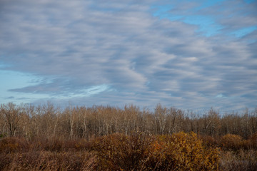 Obraz na płótnie Canvas Autumn trees and sky in the Assiniboine Forest, Winnipeg, Manitoba