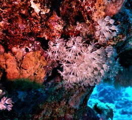 koral morze czerwone biały rafa nurkowanie barwy czerwone - obrazy, fototapety, plakaty