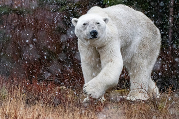 Polar Bear (Ursus maritimus) on the shore of Hudson Bay, Manitoba, Canada