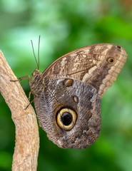 Closeup beautiful butterfly in a summer garden