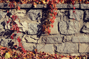 old wall background with big stone bricks texture and red plants with leaves in autumn