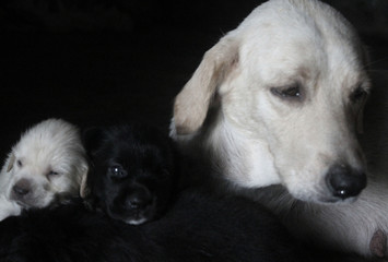 The head and body of the Labrador puppy closely on the White Blackground