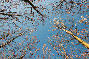 Blossoming Paulownia trees in the spring - view towards the sky
