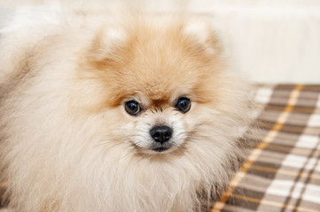 Funny beautiful Pomeranian puppy is smiling and happy owners. Close up.