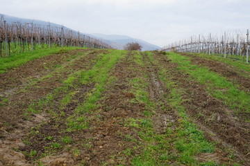 Obraz premium Brachliegender Weingarten 