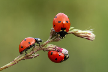 ladybug on green leaf