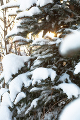 beautiful winter view, winter forest