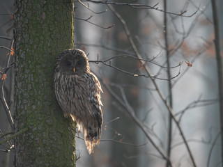 Sowa Puszczyk Uralski © Sporywildlife