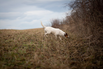 Obraz na płótnie Canvas Parson Russell Terrier in Nature