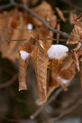 schneegefüllte blätter