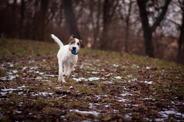 Naklejka na ściany i meble Parson Russell Terrier in Winter