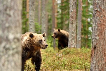 two bears in a forest