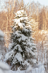 beautiful winter view, winter forest